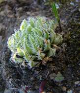 Image of Haworthia herbacea var. herbacea