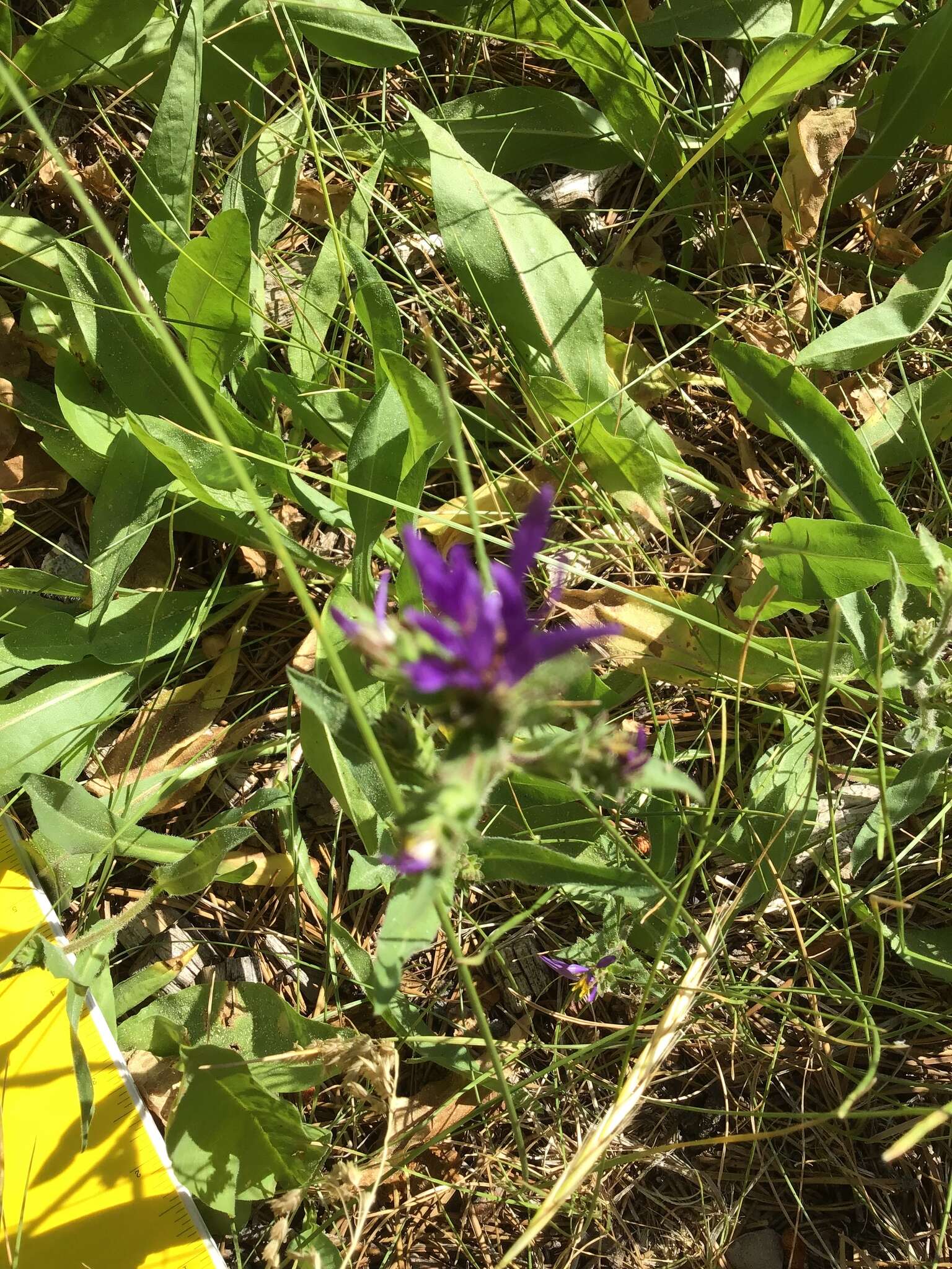 Image of thickstem aster