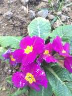 Image of Primula acaulis subsp. rubra (Sm.) Greuter & Burdet