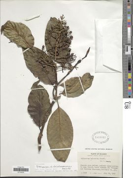 Image of <i>Palicourea chimboracensis</i> Standl.