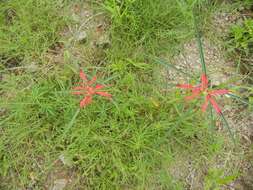 Euphorbia colorata Engelm. resmi