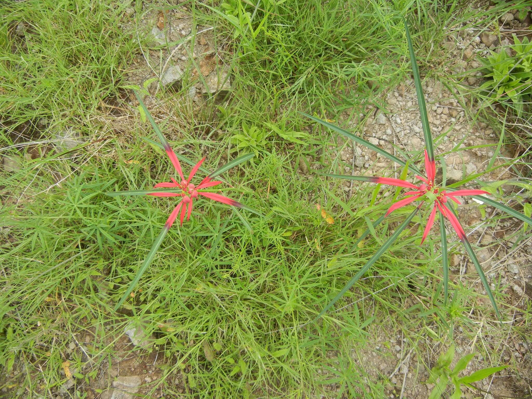 Euphorbia colorata Engelm. resmi