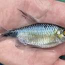 Image of African long-finned tetra