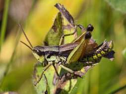 Podismopsis keisti (Nadig 1989)的圖片