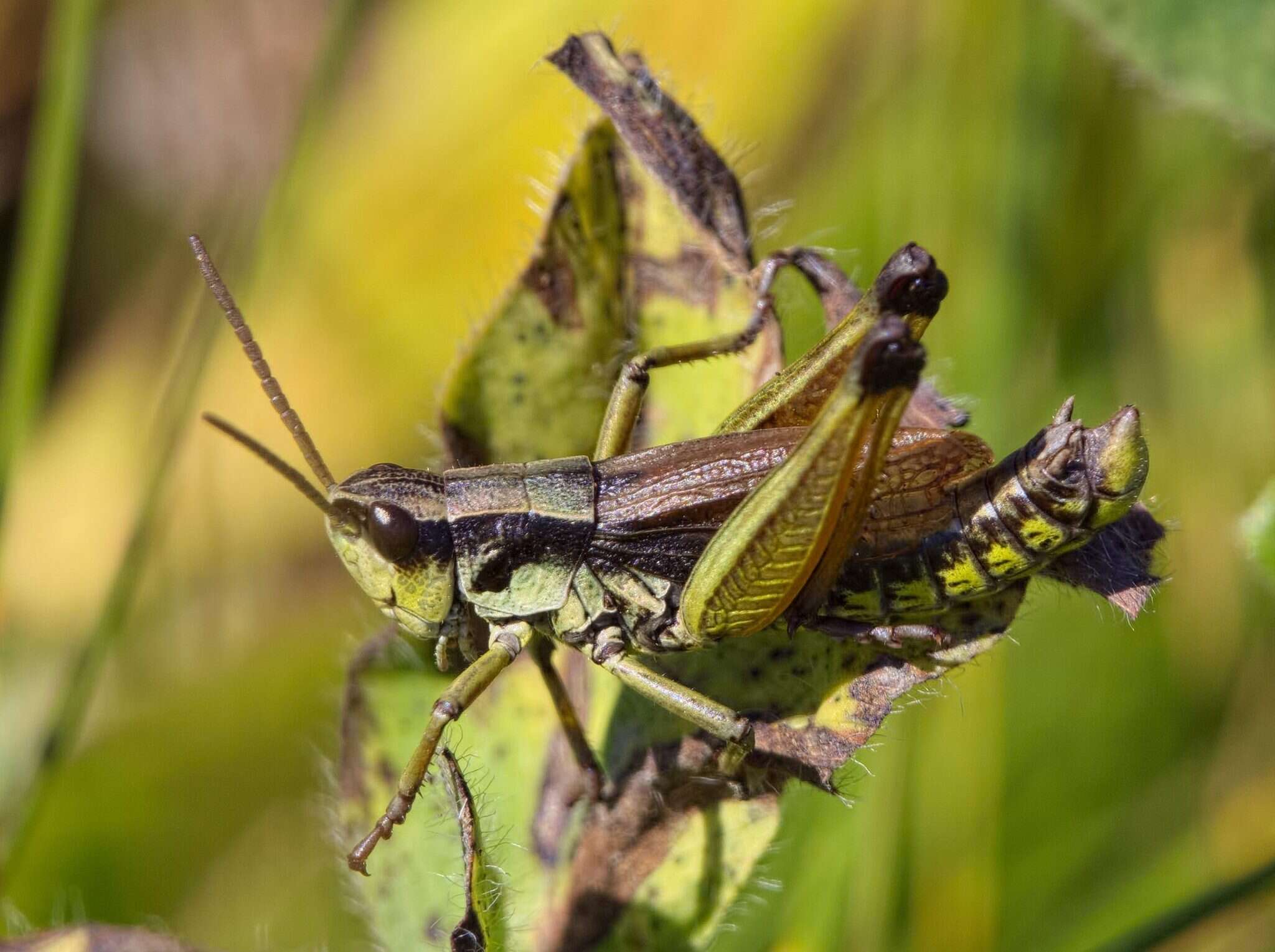 Podismopsis keisti (Nadig 1989)的圖片