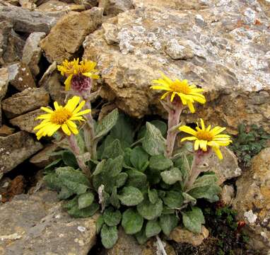 Imagem de Tephroseris pricei (N. D. Simps.) Holub