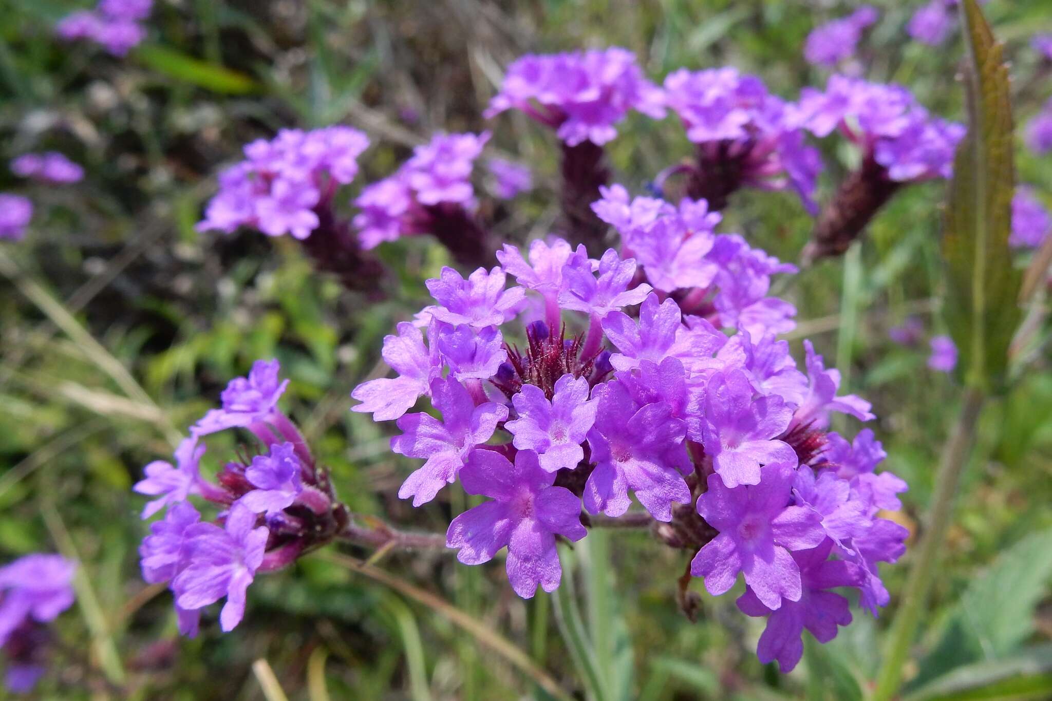 Image of tuberous vervain