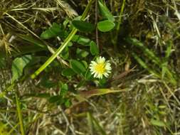 Image of Eclipta elliptica DC.