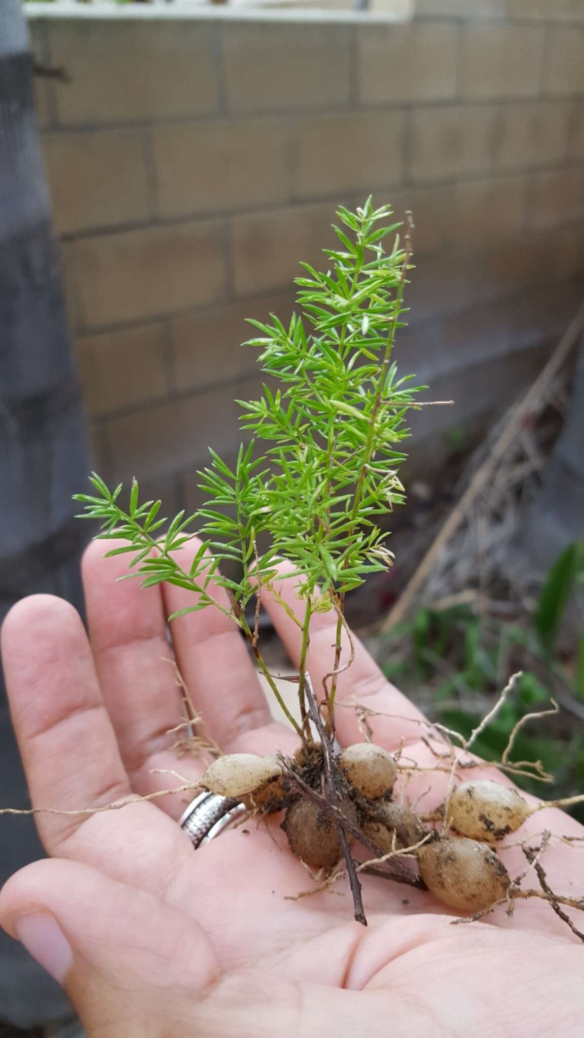 Image of Sprenger's Asparagus