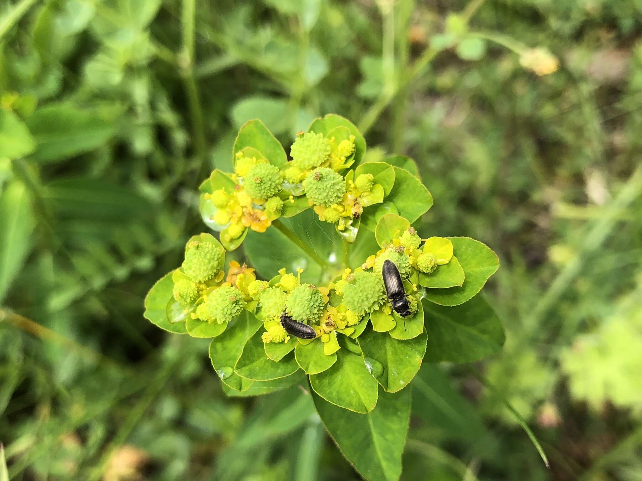 Plancia ëd Euphorbia verrucosa L.