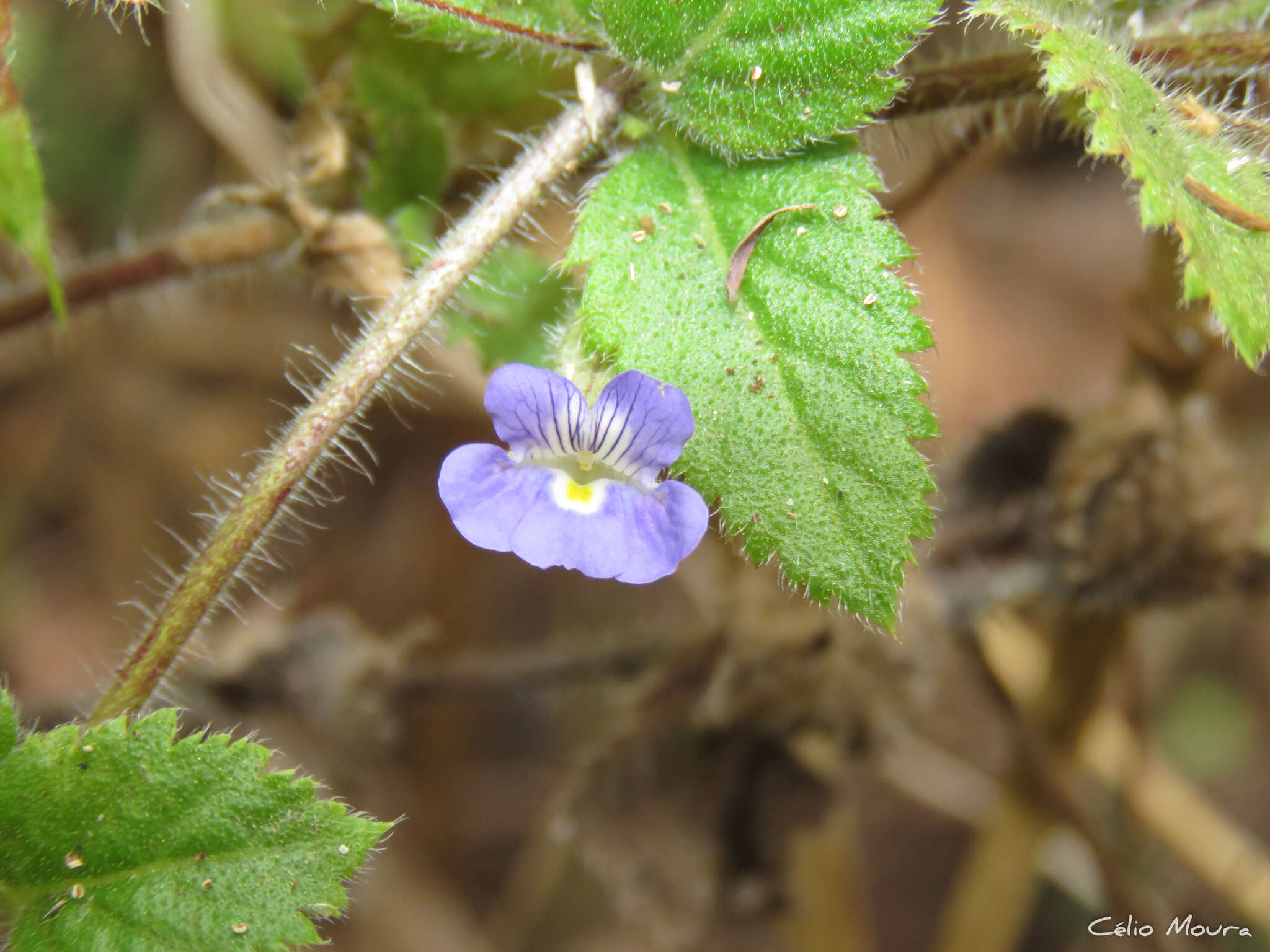 صورة Tetraulacium veroniciforme Turcz.