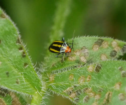 Image of Poecilocapsus