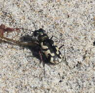 Image of Cicindela (Cicindela) latesignata Le Conte 1851