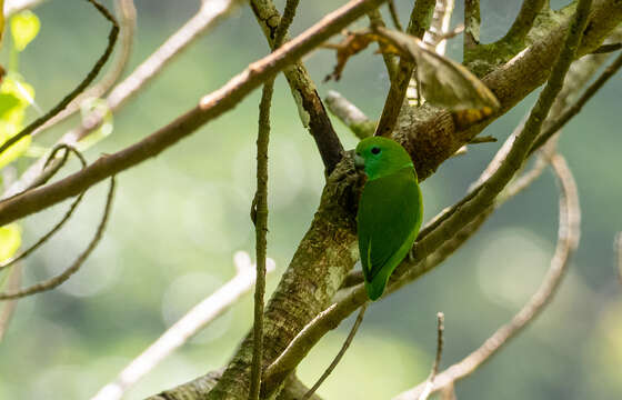 صورة Bolbopsittacus Salvadori 1891