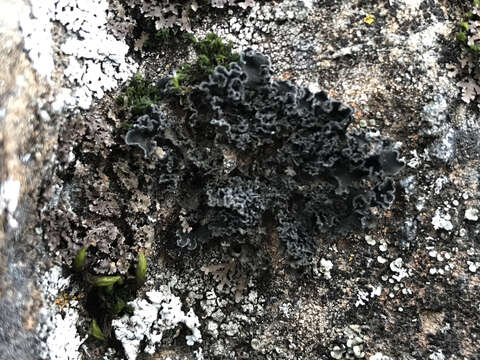 Image of leptochidium lichen