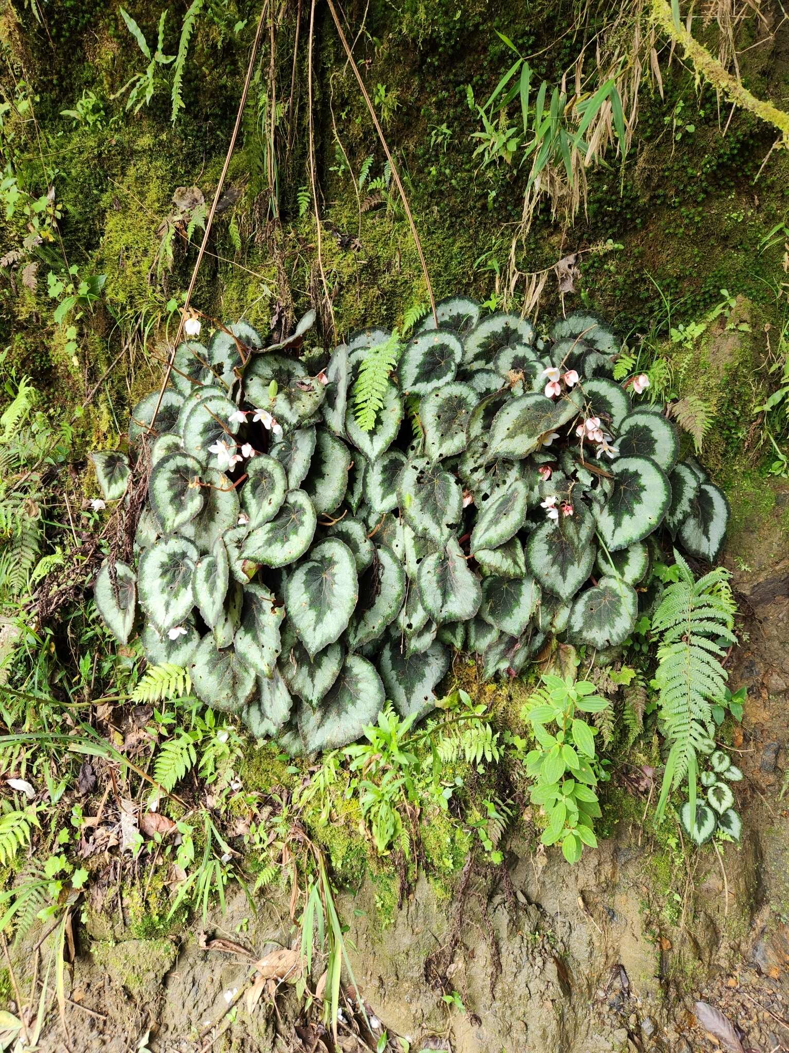 Image of Begonia rex Putz.