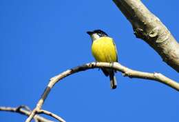 Image of Black-headed Tody-Flycatcher