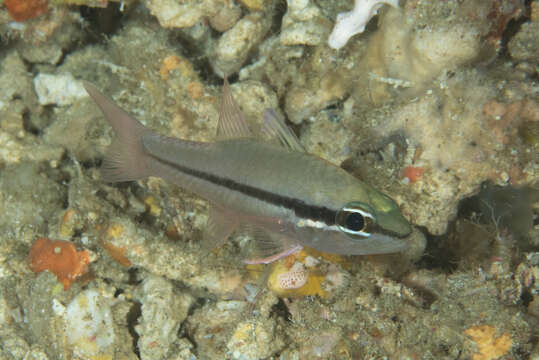 Image of Bridled cardinalfish