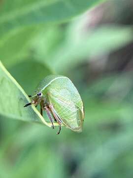 Imagem de Tortistilus inermis Fabricius