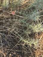 Image of Eryngium glomeratum Lam.