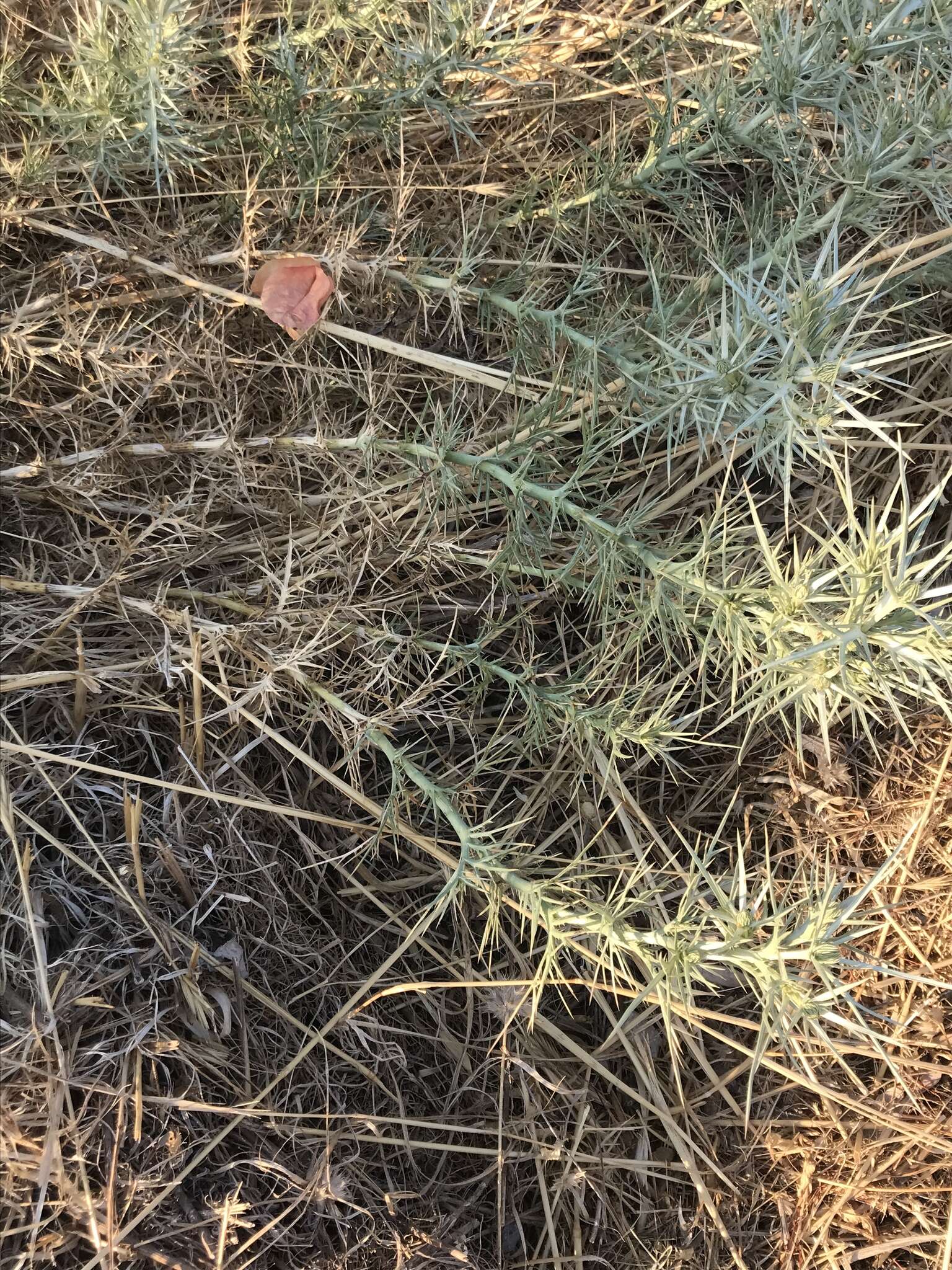 Image of Eryngium glomeratum Lam.