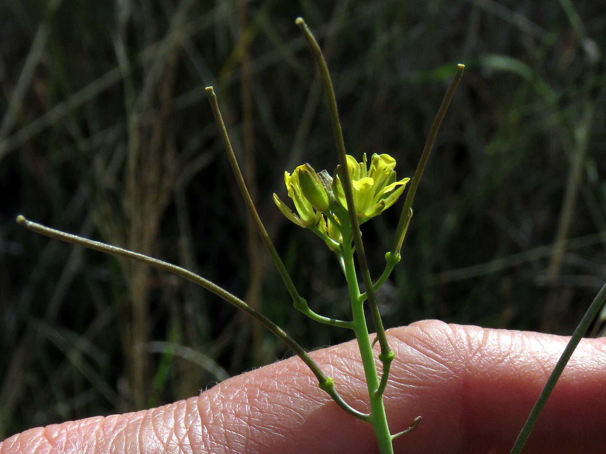 صورة Sisymbrium capense Thunb.