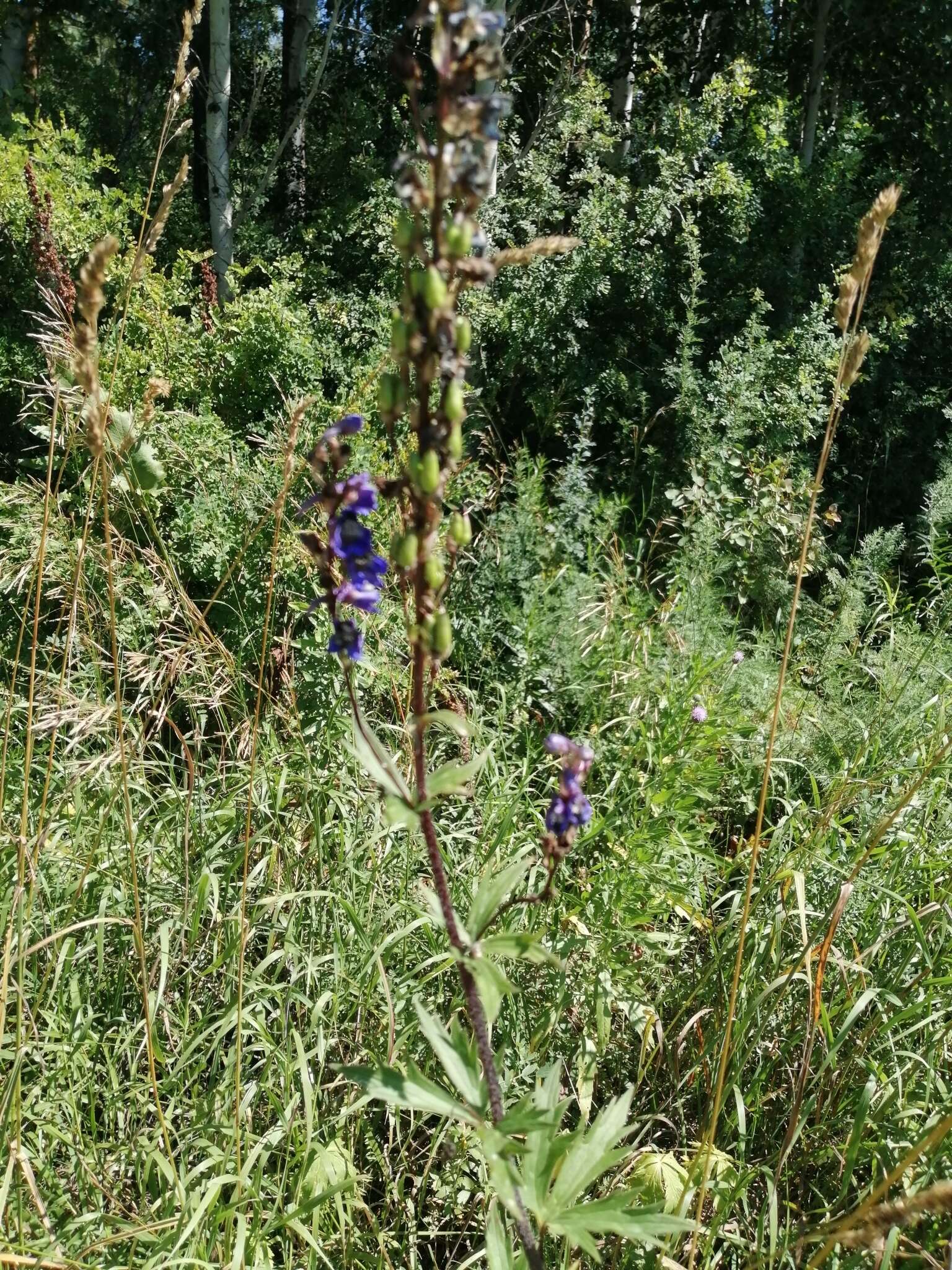 Image of Delphinium retropilosum (Huth) Sambuk