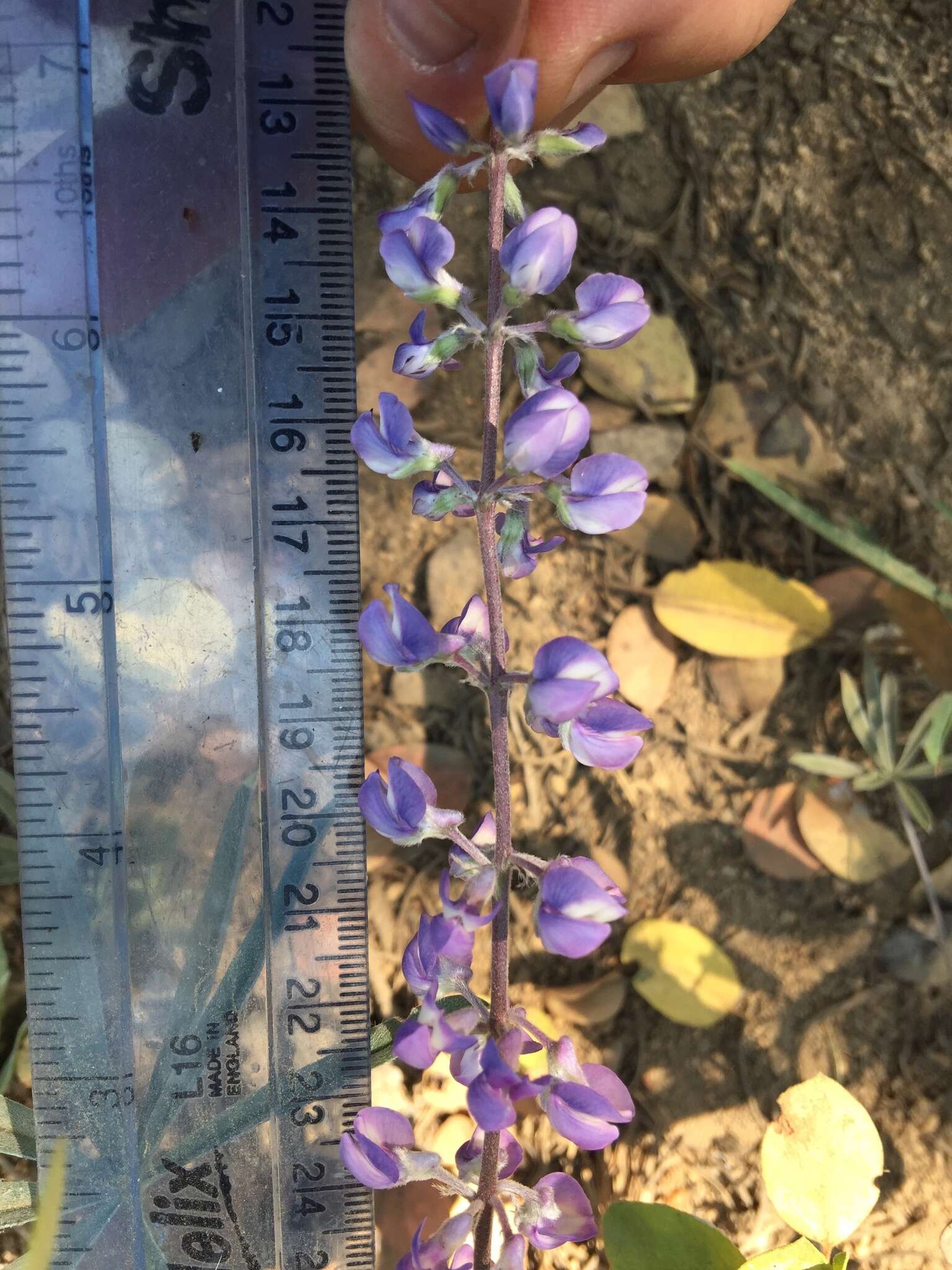 Imagem de Lupinus arbustus Lindl.