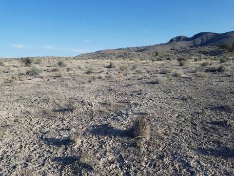 Image of Desert Valley Fishhook Cactus