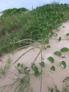 Image of Argentine fingergrass