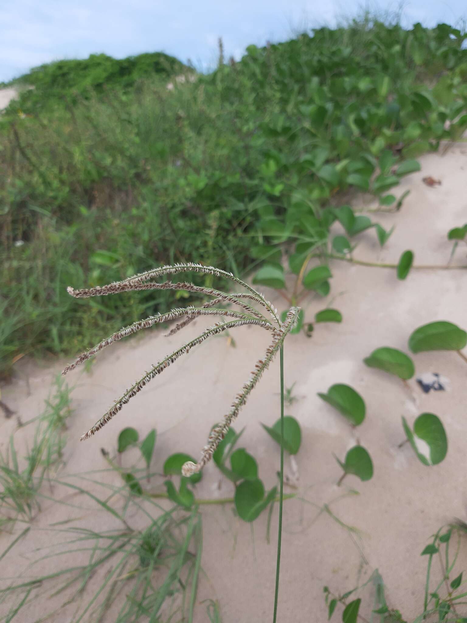 Image of Argentine fingergrass