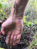 Image of October lady's tresses