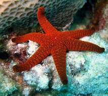 Image of Orange spotted purple sea star