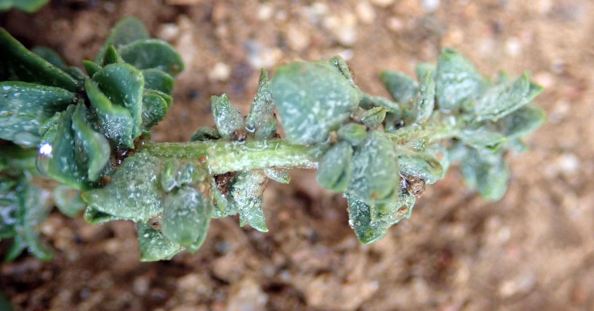 Image de Atriplex australasica Moq.