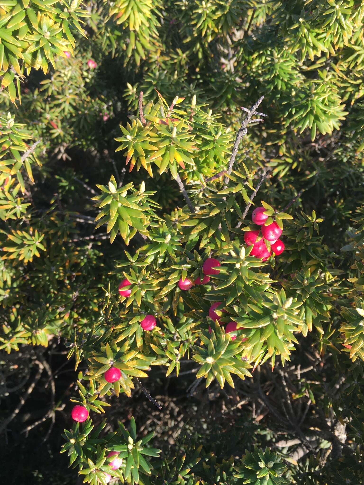 Image of Leptecophylla robusta (Hook. fil.) C. M. Weiller