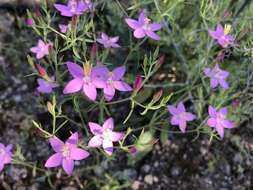 Image of Centaurium quadrifolium subsp. barrelieri (Dufour) G. López González