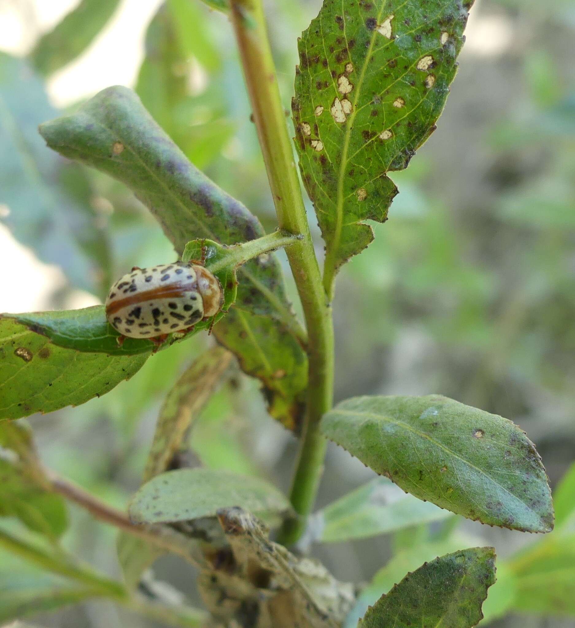 Image of Calligrapha (Calligrapha) verrucosa (Suffrian 1858)