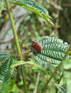 صورة Canistra (Canistrella) rubiginosa (Guérin-Méneville 1844)