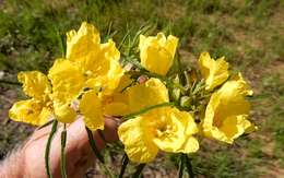 Plancia ëd Oenothera berlandieri subsp. pinifolia (Engelm.) W. L. Wagner & Hoch