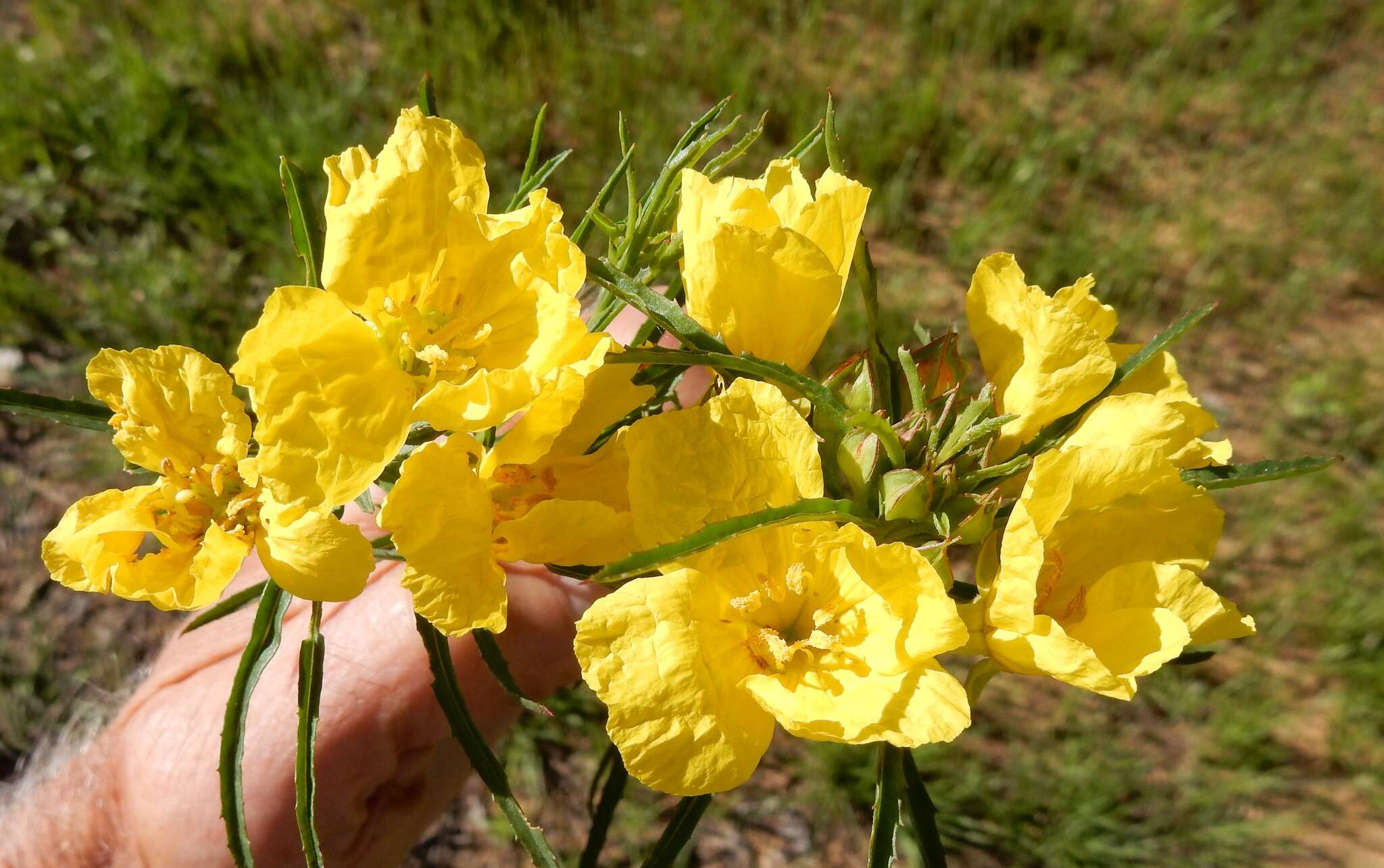 Oenothera berlandieri subsp. pinifolia (Engelm.) W. L. Wagner & Hoch resmi