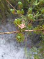 Image of Darwinia fascicularis Rudge