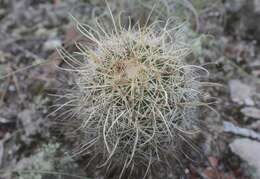 Image of Coryphantha clavata subsp. stipitata (Scheidw.) Dicht & A. Lüthy