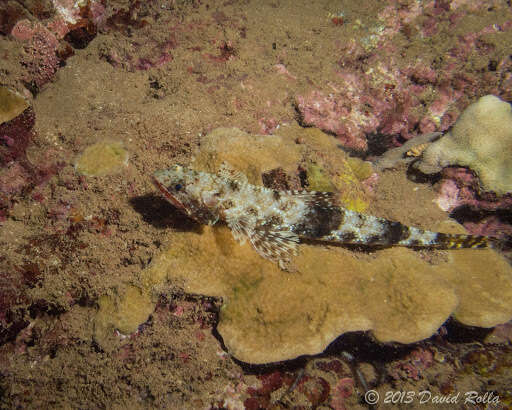 Image of Orangemouth lizardfish