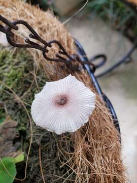 Image of Leucocoprinus ianthinus (Sacc.) P. Mohr 1994