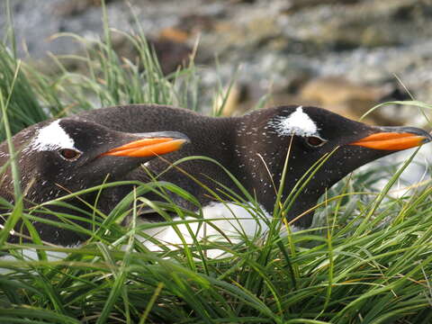 Image of Gentoo Penguin