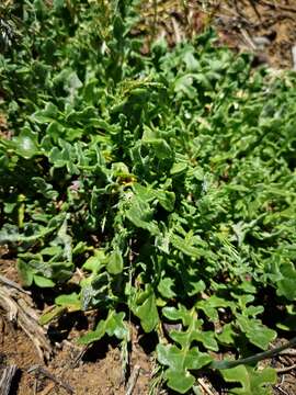 Image of Cleretum lyratifolium