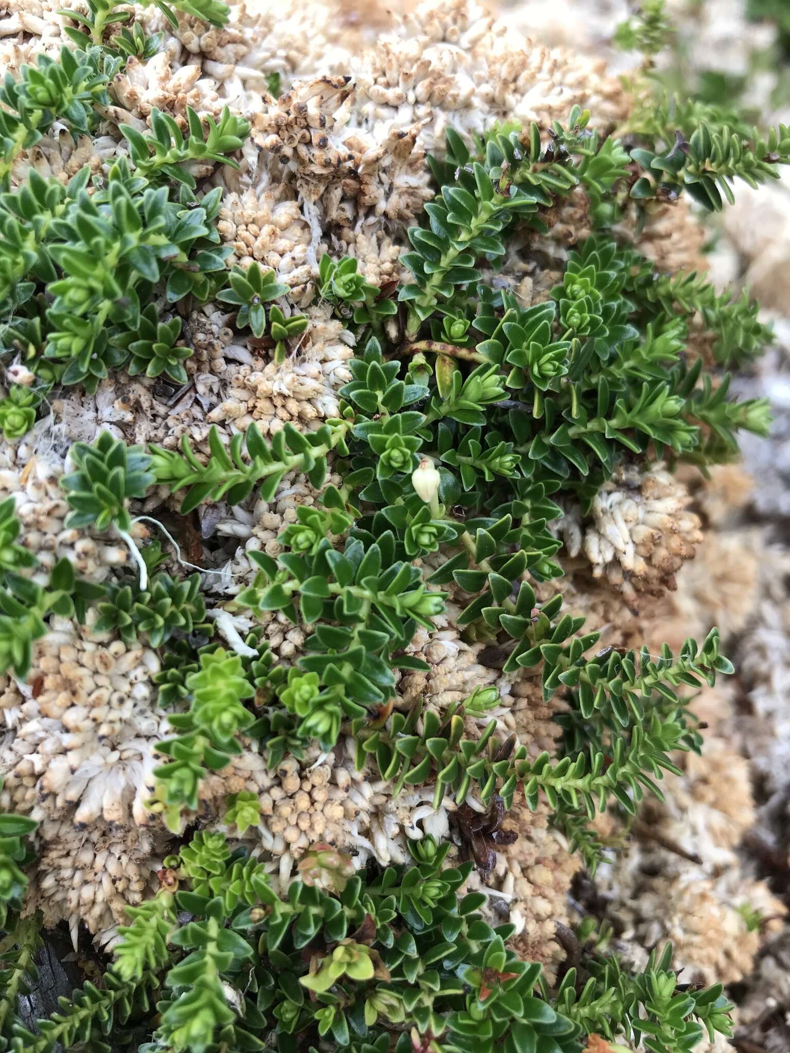 Image of Gaultheria pumila (L. fil.) D. J. Middleton