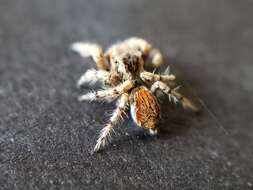 Image of Habronattus amicus (Peckham & Peckham 1909)