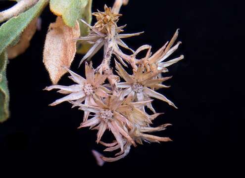 Image de Ericameria obovata (Rydb.) G. L. Nesom