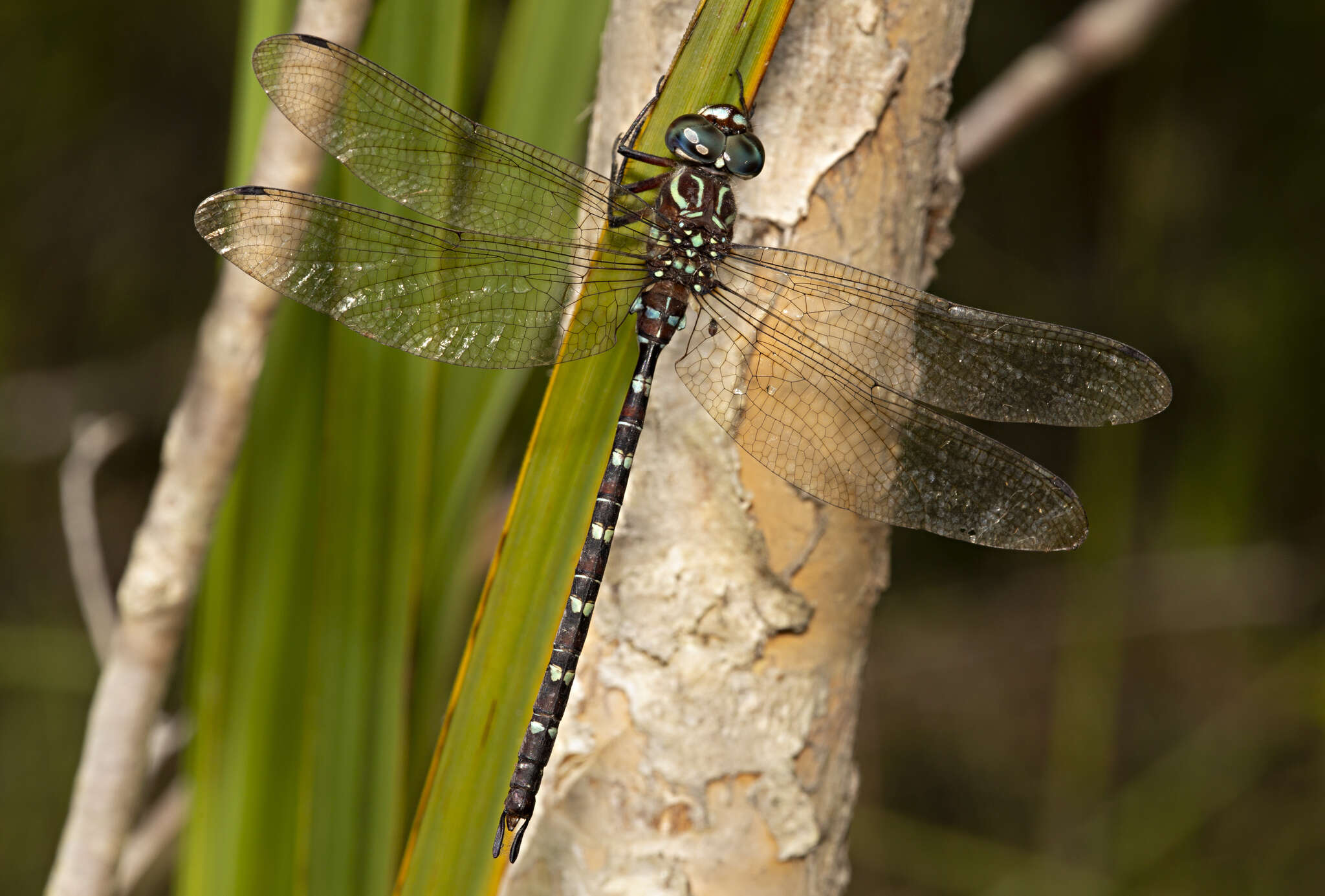 Image of Austroaeschna cooloola Theischinger 1991